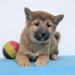 Shiba Inu pups te koop (belgisch), België, CDV (hondenziekte), 8 tot 15 weken, Meerdere