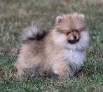 Pomeriaan/dwergkees pups, België, Keeshond, Reu, CDV (hondenziekte)