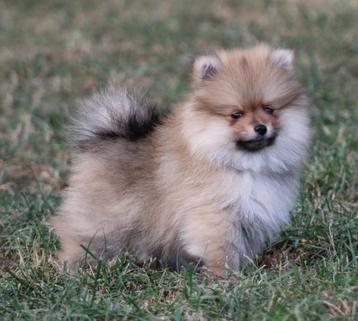 Pomeriaan/dwergkees pups beschikbaar voor biedingen