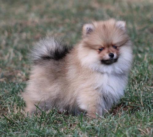 Pomeriaan/dwergkees pups, Dieren en Toebehoren, Honden | Poolhonden, Keeshonden en Oertypen, Reu, Keeshond, Fokker | Professioneel