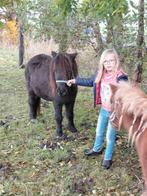 Drachtige en hengst veulen shetjes, A pony (tot 1.17m), 7 tot 10 jaar, Onbeleerd, Meerdere dieren