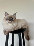 Neva Masquerade kitten, Dieren en Toebehoren, Katten en Kittens | Raskatten | Langhaar, Meerdere dieren, Gechipt, 0 tot 2 jaar