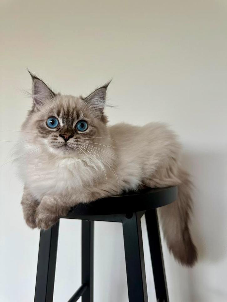 Neva Masquerade (Siberische) kitten, Dieren en Toebehoren, Katten en Kittens | Raskatten | Langhaar, Meerdere dieren, 0 tot 2 jaar