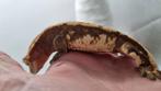 Crested gecko wimpergekko bewezen man, Animaux & Accessoires, Reptiles & Amphibiens, Autres espèces, Domestique, 3 à 6 ans