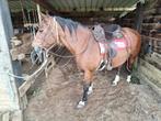 Ruiter gezocht, Dieren en Toebehoren, Paarden
