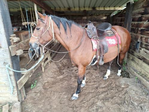 Ruiter gezocht, Dieren en Toebehoren, Paarden