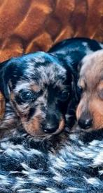 Teckel  puppy  een  reu 8 week, Un chien, Belgique, 8 à 15 semaines, Éleveur | Loisir
