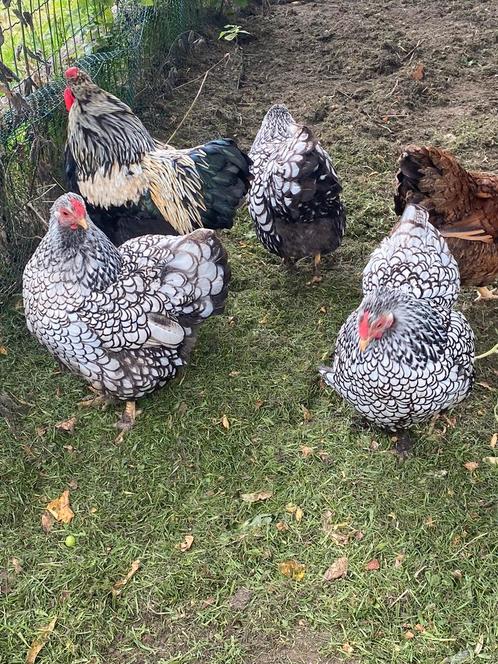 Broedeieren Wyandotte kriel, Dieren en Toebehoren, Pluimvee, Kip, Geslacht onbekend