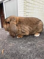 Duitse hangoor konijn, Dieren en Toebehoren, Konijnen