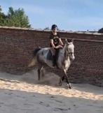 GEZOCHT: Halve stal paard op verplaatsing!, Dieren en Toebehoren, Paarden, Gechipt, Zadelmak, 7 tot 10 jaar, 160 tot 165 cm