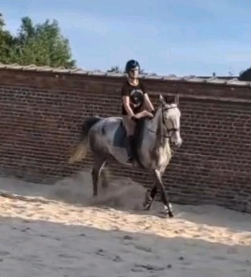 GEZOCHT: Halve stal paard op verplaatsing!, Dieren en Toebehoren, Paarden, Meerdere dieren, Zadelmak, 160 tot 165 cm, 7 tot 10 jaar