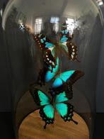 Envolée de 3 Papillons Exotiques Albertisi Pericles Graphium, Enlèvement ou Envoi