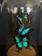 Vlucht van 3 exotische vlinders Albertisi Pericles Graphium, Ophalen of Verzenden