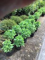 Sedum herfstfreude., Ophalen, Struik