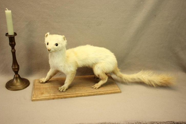 Taxidermie - wezel, Verzamelen, Dierenverzamelingen, Gebruikt, Opgezet dier, Wild dier, Ophalen of Verzenden