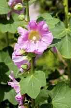 zaden van de rose stokroos  , gratis bij aankoop van planten, Tuin en Terras, Planten | Tuinplanten, Ophalen