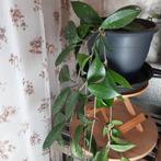 Heel lange plant Wasbloem Hoya Carnosa, Nieuwe bloempot, Huis en Inrichting, Kamerplanten, Bloeiende kamerplant, Ophalen of Verzenden