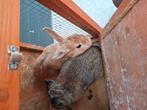 1-jarig dwergkonijn te koop, Dieren en Toebehoren, Meerdere dieren, Dwerg, 0 tot 2 jaar