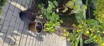 Catalpa, Tuin en Terras, Ophalen, Zomer, In pot, Overige soorten