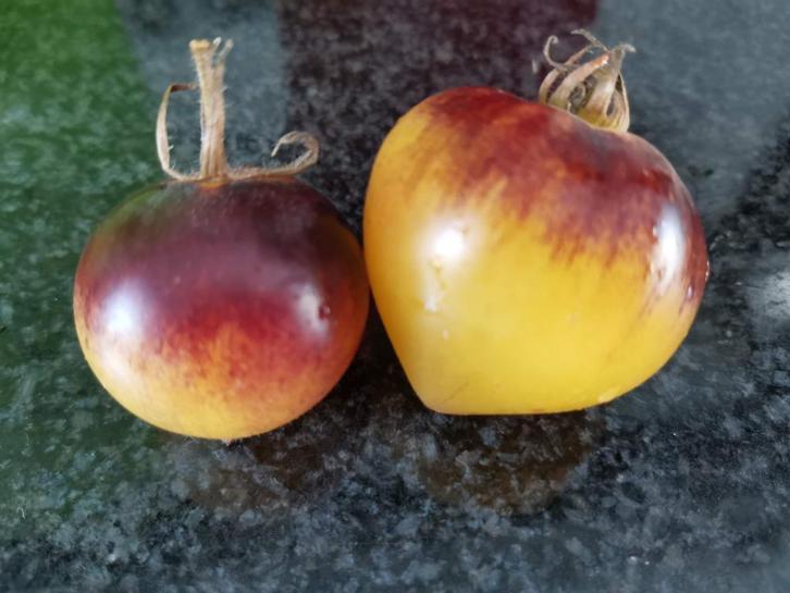 5 zaden Yellow Belle Coeur kers tomaat - biologische teelt, Tuin en Terras, Bloembollen en Zaden, Zaad, Voorjaar, Verzenden