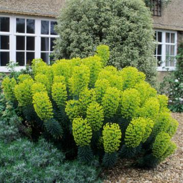 Euphorbia of Wolfsmelk beschikbaar voor biedingen