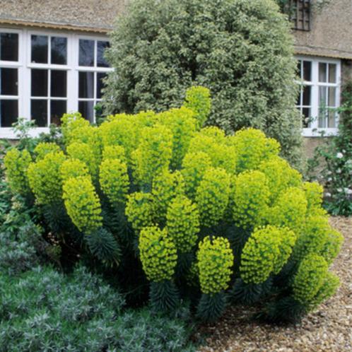 Euphorbia of Wolfsmelk, Tuin en Terras, Planten | Tuinplanten, Vaste plant, Ophalen