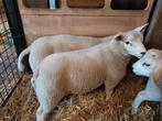 Jonge Schapen rammen bokken, Dieren en Toebehoren, Mannelijk, Schaap, 0 tot 2 jaar