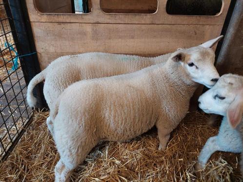Jonge Schapen rammen bokken, Dieren en Toebehoren, Schapen, Geiten en Varkens, Schaap, Mannelijk, 0 tot 2 jaar
