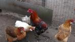 Broedeieren Araucana bolstaart met oor toefen kippen te koop
