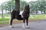 Luxe mini merrie, Dieren en Toebehoren, Merrie, Niet van toepassing, A pony (tot 1.17m), Gechipt