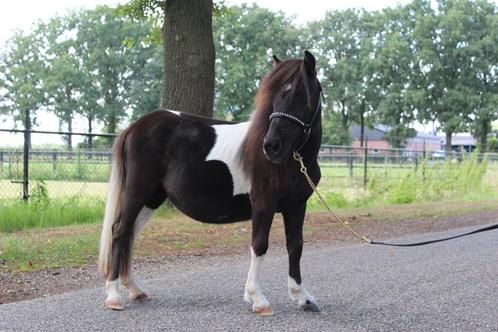 Luxe mini merrie, Dieren en Toebehoren, Pony's, Merrie, Niet van toepassing, A pony (tot 1.17m), Gechipt, Ontwormd