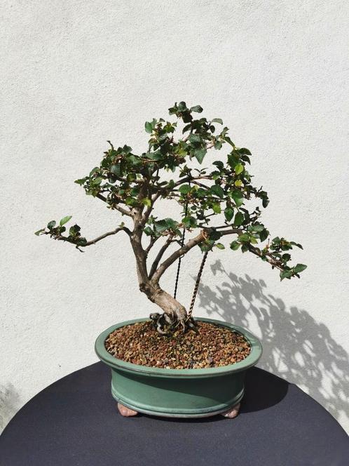 Bonsai Carpinus in geglazuurde schaal., Tuin en Terras, Planten | Bomen, In pot, Verzenden