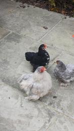 Haantje Kriel zwart, Dieren en Toebehoren, Pluimvee