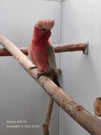 Rosé kaketoe: zeer mooie, grote en goede kweekman, Dieren en Toebehoren, Vogels | Parkieten en Papegaaien, Papegaai, Geringd