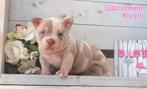 Laatste 2 Prachtige American Bully pups ( 2 teefjes ), België, Overige rassen, 8 tot 15 weken, Teef