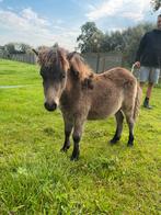 Shetland Hengsteveulen te koop, Dieren en Toebehoren, Niet van toepassing, 0 tot 2 jaar, Hengst, A pony (tot 1.17m)