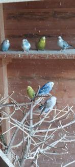 Grasparkieten, Dieren en Toebehoren