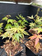 Japanse esdoorns, Enlèvement