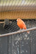 Kanaries, Dieren en Toebehoren, Meerdere dieren, Kleurkanarie