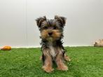 Yorkshire Terrier pups