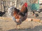 Gezocht wyandotte haan, Dieren en Toebehoren, Pluimvee, Mannelijk, Kip