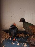 2 koppels roulrouls te koop, Dieren en Toebehoren, Vogels | Overige Vogels, Meerdere dieren