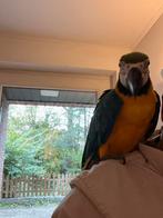 Ara Blauwe Gele, Dieren en Toebehoren, Vogels | Parkieten en Papegaaien