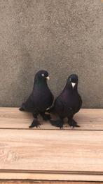 Super takla Mardin, Animaux & Accessoires, Oiseaux | Pigeons