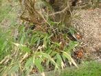 bambou noir dans un pot, Jardin & Terrasse, Plantes | Arbustes & Haies, Enlèvement ou Envoi, Bambou