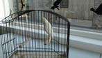 Scotch-fancy, Dieren en Toebehoren, Vogels | Kanaries, Meerdere dieren, Postuurkanarie