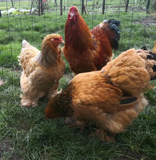 Œufs Brahma fauve herminé, Dieren en Toebehoren, Pluimvee, Kip