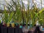 Butia Odorata Zaailingen, Ophalen, In pot, Volle zon, Overige soorten