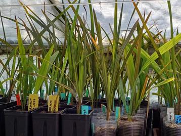 Butia Odorata Zaailingen beschikbaar voor biedingen
