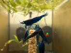 **PROMO** Blue sapphire neocaridina garnalen, Kreeft, Krab of Garnaal, Zoetwatervis, Schoolvis